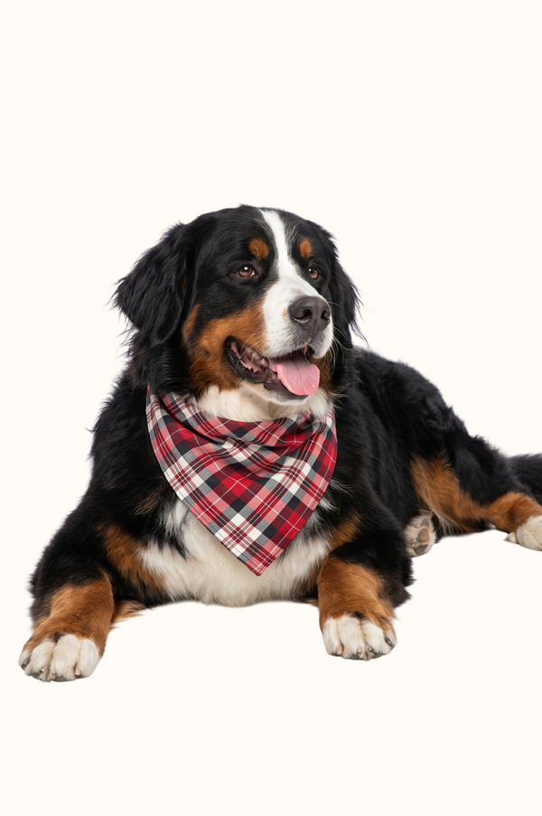 Banda Navidad de Siempre Mascota